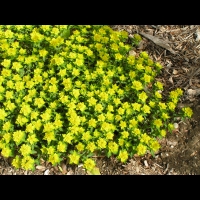 Euphorbia brittingeri (fam Euphorbiacees) (Europe) (2)